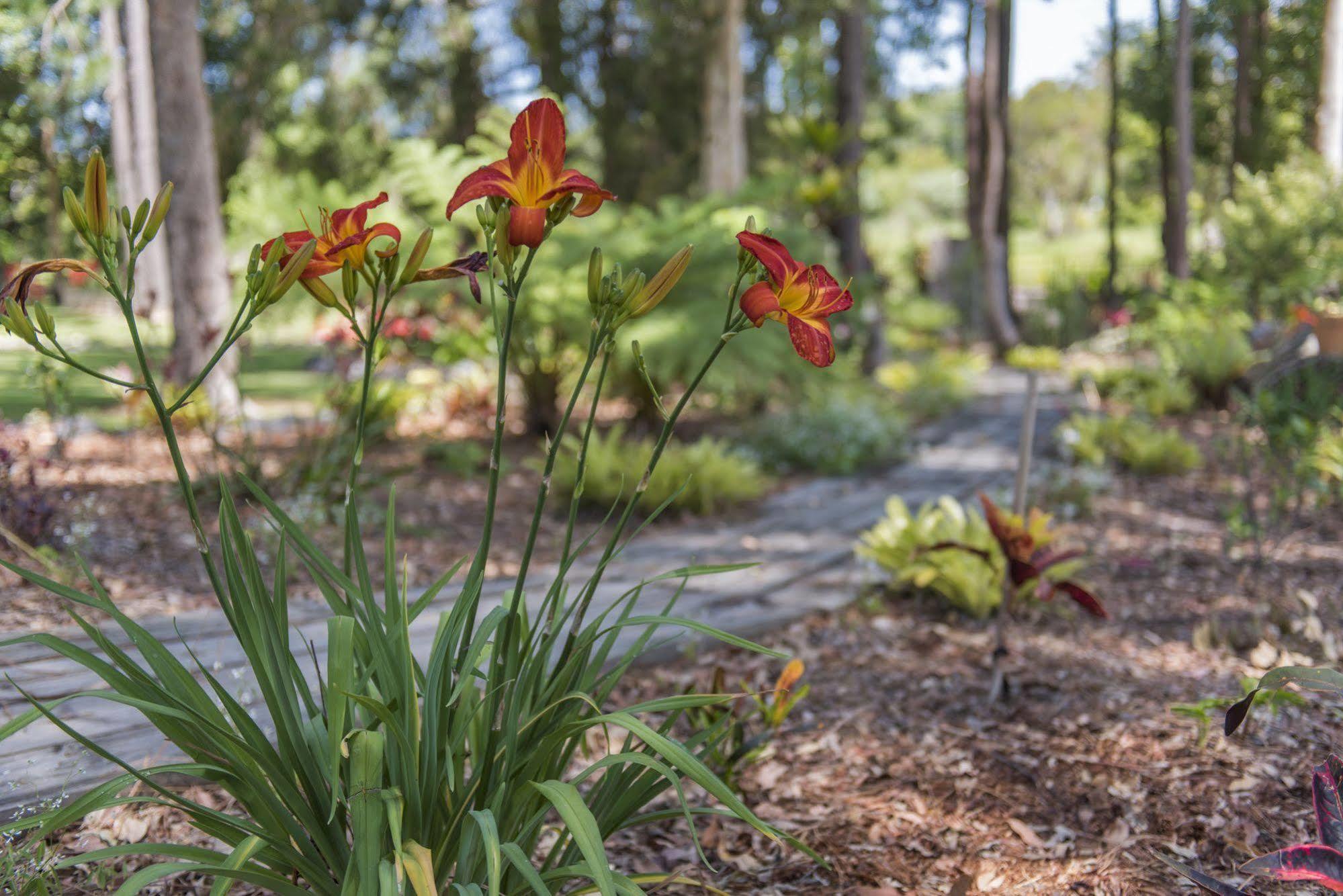 Alarks Nest Bed And Breakfast Coffs Harbour Exteriér fotografie