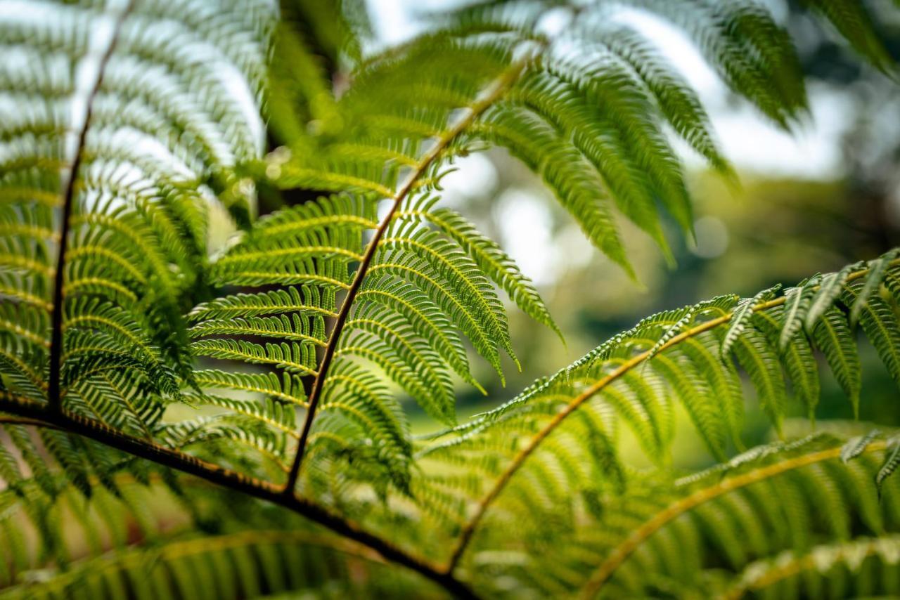 Alarks Nest Bed And Breakfast Coffs Harbour Exteriér fotografie